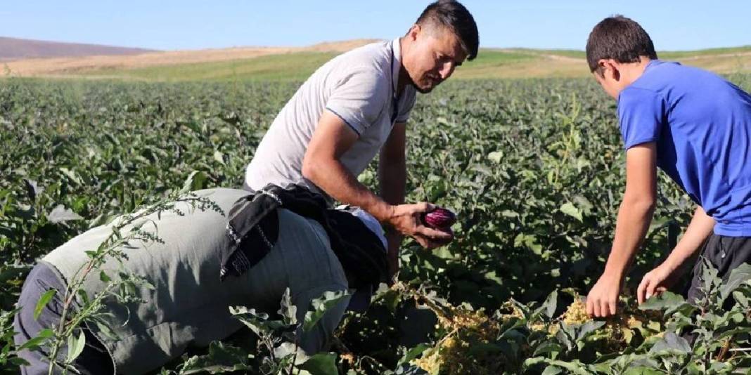 Mor-beyaz çizgisi, çekirdeksiz yapısı, coğrafi işareti… Bu tür diğerlerinden çok farklı: Oradaki herkesin geçim kaynağı 5